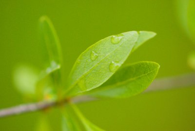 Forestiera neo - mexicana - forestiérovka novomexická - list jaro